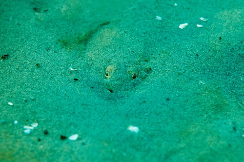 Prerow Coast, Darss, Mecklenburg-Vorpommern, Baltic Sea
A well camouflaged flounder (Platichtys flesus) is watching the photographer from its hiding place in the sandy ground of the shallow waters in the national park darss near Prerow,<br />underwater, underwater photo, dmm, archaeomare, fish, Pleuronectidae, camouflage
Küste - Strand, Meer/Ozean, Fauna - Fische, Insel, Biota - marin
Archaeomare e.V. / Thomas Foerster